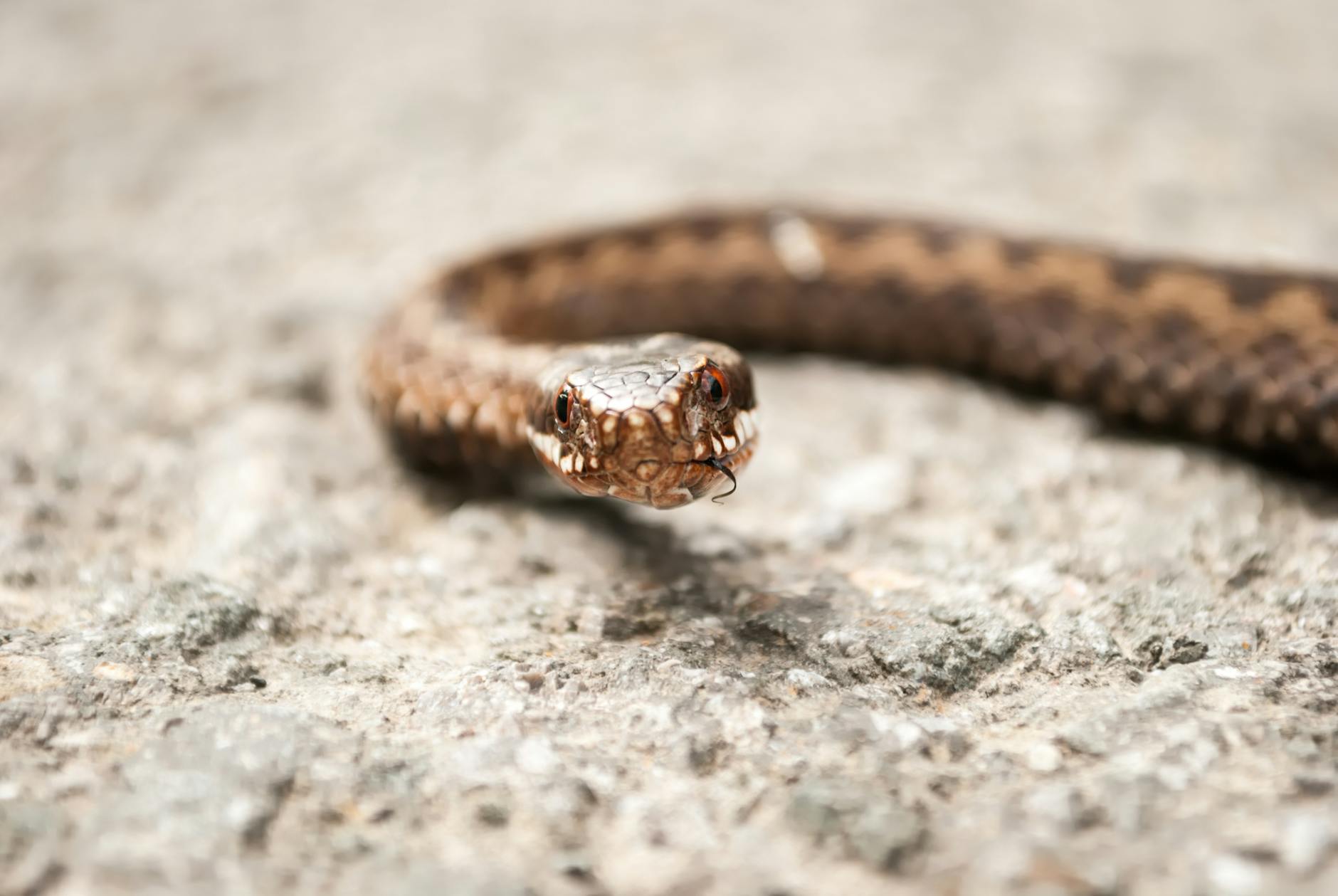 a close up shot of a snake