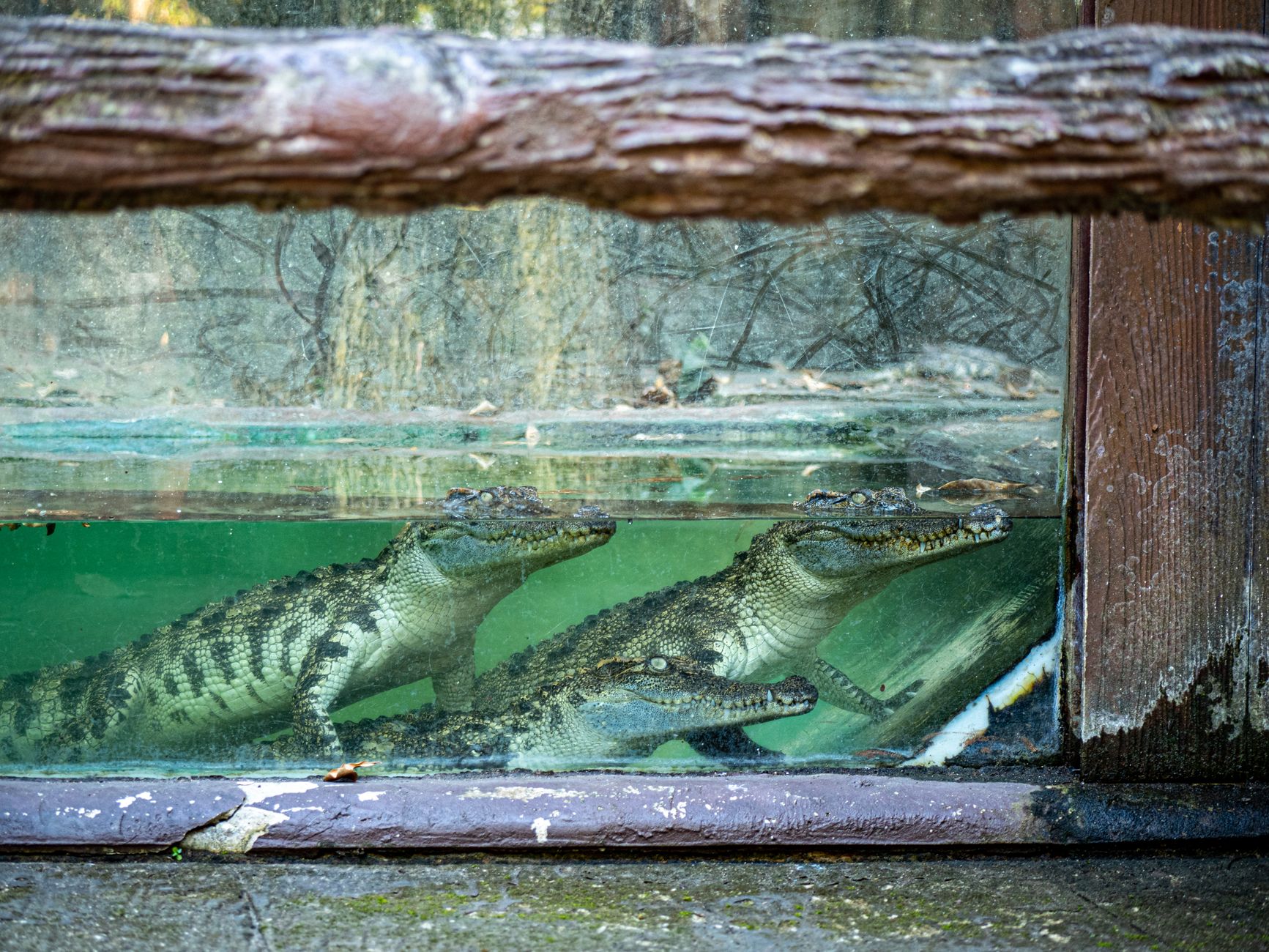 saltwater crocodiles in the zoo