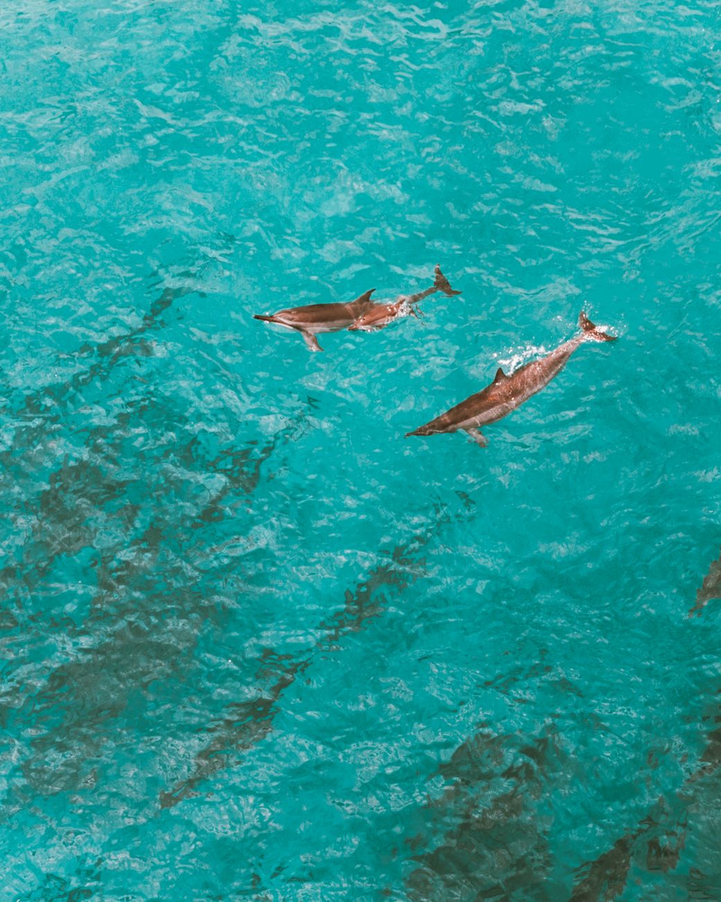 dolphins swimming in blue water
