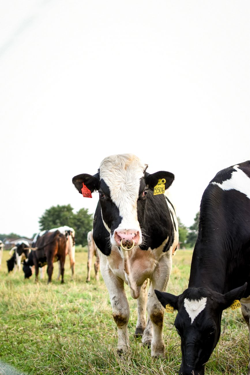cows with ear tags